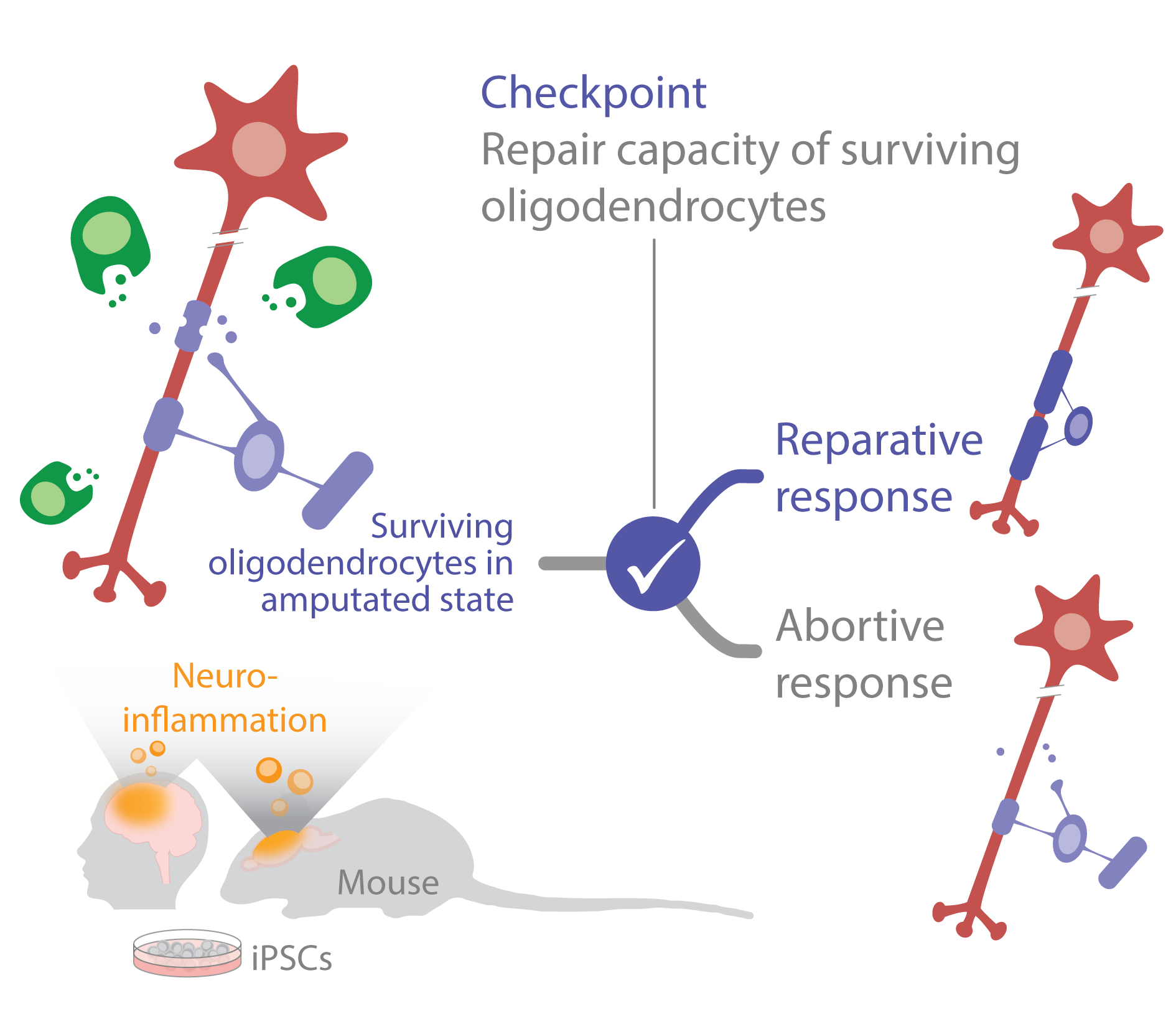 Molecular checkpoints regulating the repair capacity of surviving ...